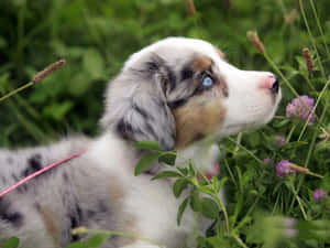 Picha za Watoto wa Mbwa wa Australian Shepherd