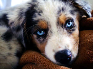 Picha za Watoto wa Mbwa wa Australian Shepherd