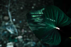Picha za Aesthetic za Dark Green — MacBook Pro M2 Picha ya Ukuta