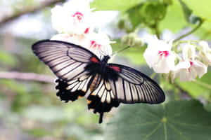 Picha za Aesthetic za Butterfly — MacBook Pro M2 Picha ya Ukuta