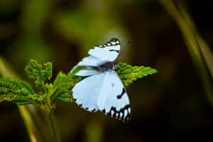 Picha za Aesthetic za Butterfly — MacBook Pro M2 Picha ya Ukuta