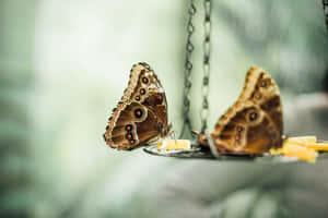 Picha za Butterfly Aesthetic — MacBook Pro M4 Picha ya Ukuta