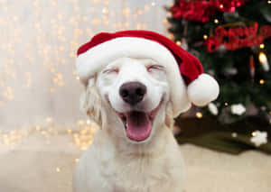Picha za Krismasi za kuchekesha — Krismasi ya kuchekesha Picha ya Ukuta