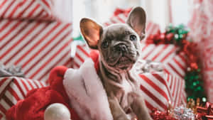 Picha za Krismasi za Kupendeza na za Kisanii — Krismasi aesthetic Picha ya Ukuta