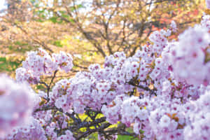 Picha za Miti ya Sakura — Cherry blossom Picha ya Ukuta
