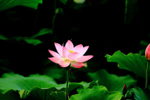 Picha za Mzambarau — Maua ya Lotus Picha ya Ukuta