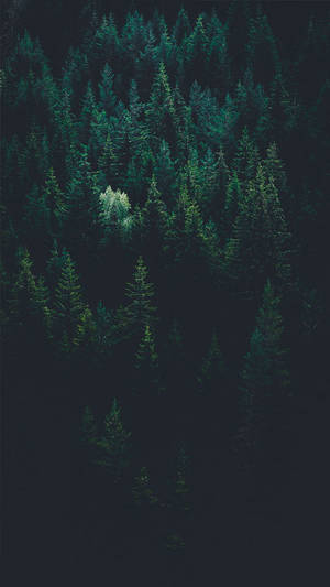 736x1308 Bringing The Forest To You With 9 Free iPhone X Wallpaper. Preppy — iPhone X Picha ya Ukuta