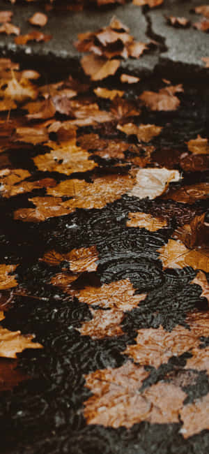 Fall Iphone background — Honor Win Turbo Picha ya Ukuta
