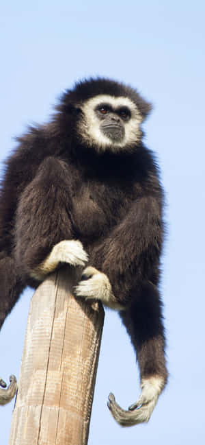 Iphone Xs Max Gibbon Background — Oppo F33 Picha ya Ukuta
