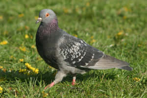 Picha za Pigeon — MacBook Pro M4 Picha ya Ukuta