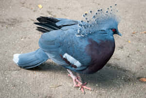 picha za pigeon — MacBook Air M3 Picha ya Ukuta