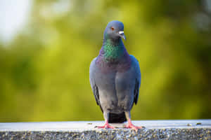 Picha za Pigeon — MacBook Pro M3 Picha ya Ukuta