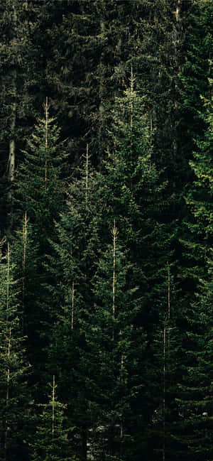 Mandhari ya Mti wa Pine — POCO X8 Picha ya Ukuta