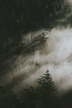 Pine Trees In Smoky Mountains — Xiaomi Pad 7S Pro 12.5 Picha ya Ukuta