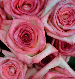 Pink Color Roses Close Up — Honor Magic V5 Picha ya Ukuta
