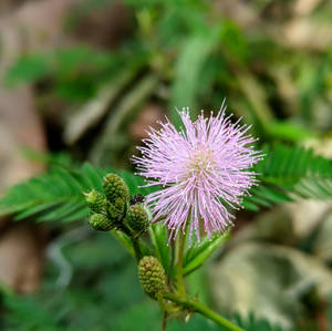 Picha ya Pink Mimosa Flower. — Pixel Watch Picha ya Ukuta