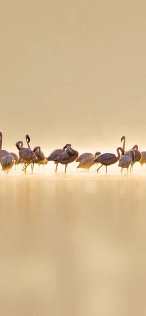 Fotografia Flamingo Iphone — Vivo V70 FE Picha ya Ukuta