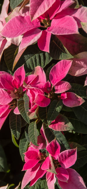 Picha ya Pink Poinsettia HD — iPhone 15 Pro Picha ya Ukuta