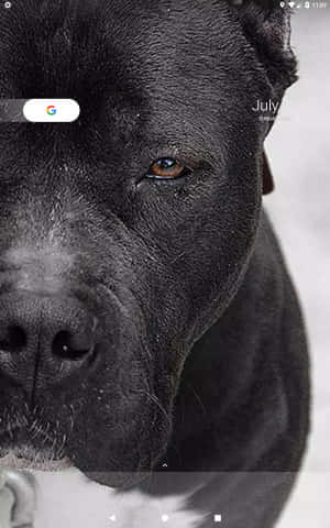 Pitbull Mweusi — Xiaomi Pad Mini Picha ya Ukuta