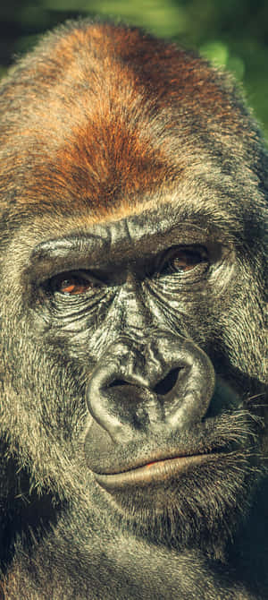 Pixel 3 Gorilla Background — Moto E14 Picha ya Ukuta