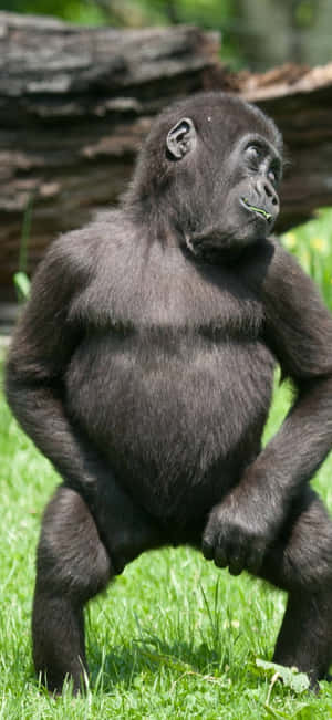 Pixel 3 Gorilla Background — Realme P4R Picha ya Ukuta