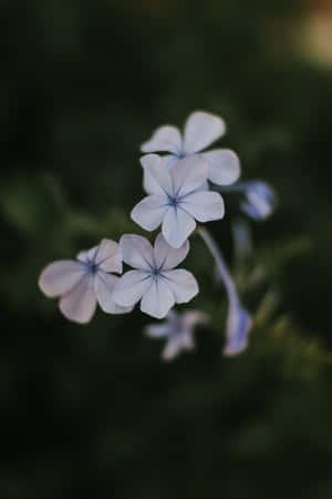 Plumbago Blue Flowers Phone — Huawei MatePad 11.5 (2026) Picha ya Ukuta
