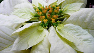 Poinsettia Nyeupe ya Uhuru — Studio Display Picha ya Ukuta