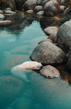 Polar bear anayeweka kwenye mwamba wallpaper — Honor MagicPad4 Picha ya Ukuta