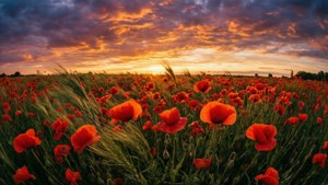 Shamba la poppies nyekundu chini ya mawio ya kupendeza, mwendo wa upepo, mandhari ya kisanii.