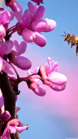 Pua ya Orchid ya Pinki kwa Iphone — Maua iPhone Picha ya Ukuta