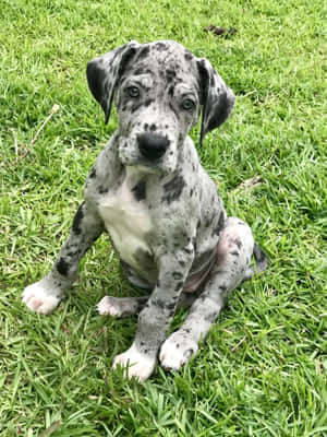 Picha za Puppies za Great Dane — iPad Pro 12.9 Picha ya Ukuta