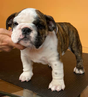 Picha za puppies — Galaxy Z Flip 8 Picha ya Ukuta