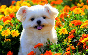Puppy Mdogo wa Spring na Mafura