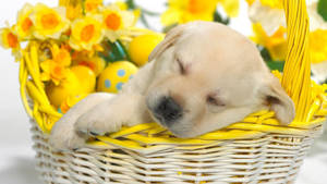 Puppy Mwenye Msimu wa Bahari Katika Kikapu