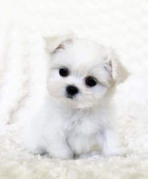 Picha za Puppy wa Maltese — Pixel Fold Picha ya Ukuta
