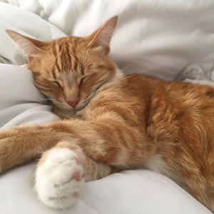 Picha za paka za kupendeza — Kitty Mzuri Picha ya Ukuta