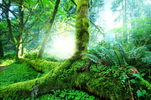 Rainforest Background — MacBook Pro 14 Picha ya Ukuta