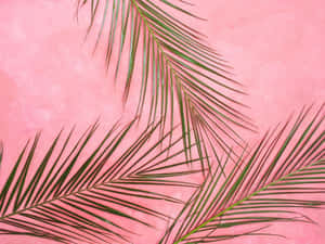 Rangi ya Pastel Pink — Pink pasteli Picha ya Ukuta