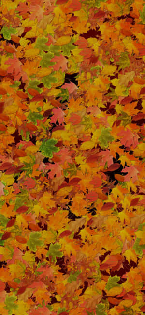 Iphone Xs Max Autumn Background — Huawei Enjoy 90 Plus Picha ya Ukuta