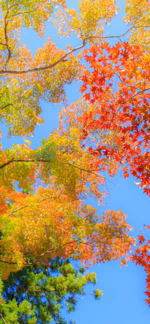 Iphone Xs Max Autumn Background — POCO C81 Picha ya Ukuta