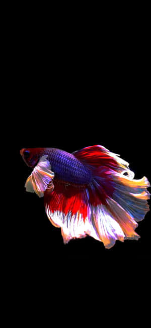 Android Fish Background — Oppo K14 Picha ya Ukuta