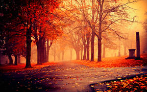 Country road surrounded by red trees and fallen leaves, dreamy and scenic background.