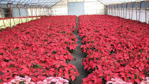 Red Poinsettia Greenhouse wallpaper — iMac Picha ya Ukuta