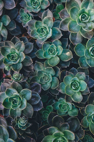 Redmi 4k Succulents — Redmi Picha ya Ukuta