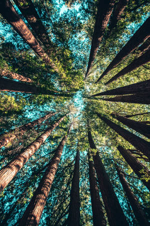 Redmi 4k Summer Forest — Redmi Picha ya Ukuta