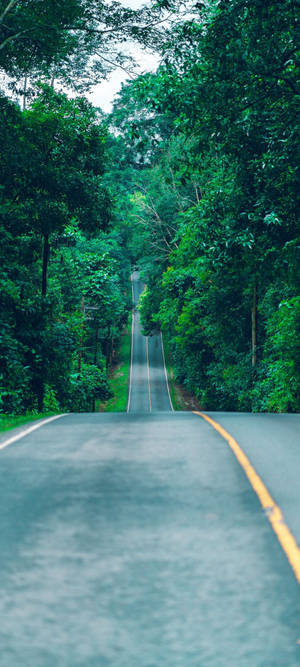 Redmi Note 10 Long Forest Road — Redmi A5 Picha ya Ukuta
