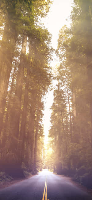 Redwood National Park Avenue Of The Giants — Redmi Note Picha ya Ukuta
