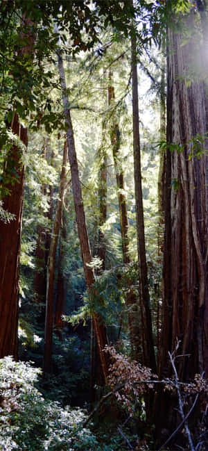 Redwood National Park Dense Wooden Forest — Oppo Find X10 Picha ya Ukuta
