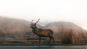 Reindeer In Nature wallpaper. — Subuhi Picha ya Ukuta