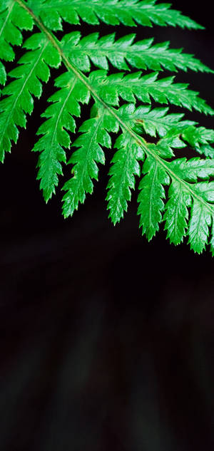 S10 Green Fern Leaf wallpaper — iPhone 17e Picha ya Ukuta